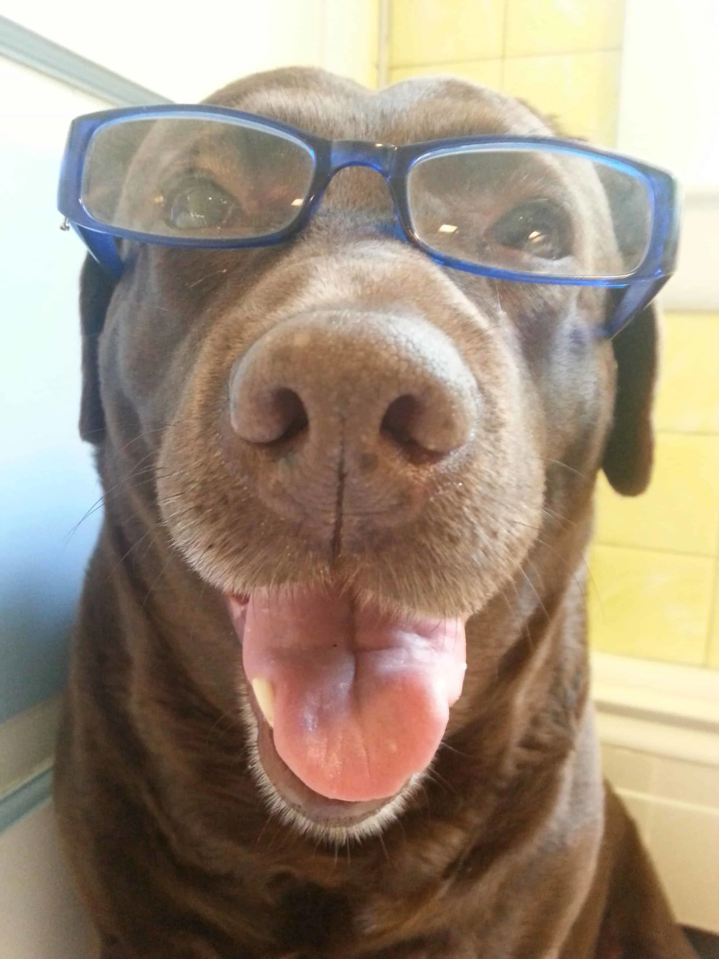 dog wearing glasses