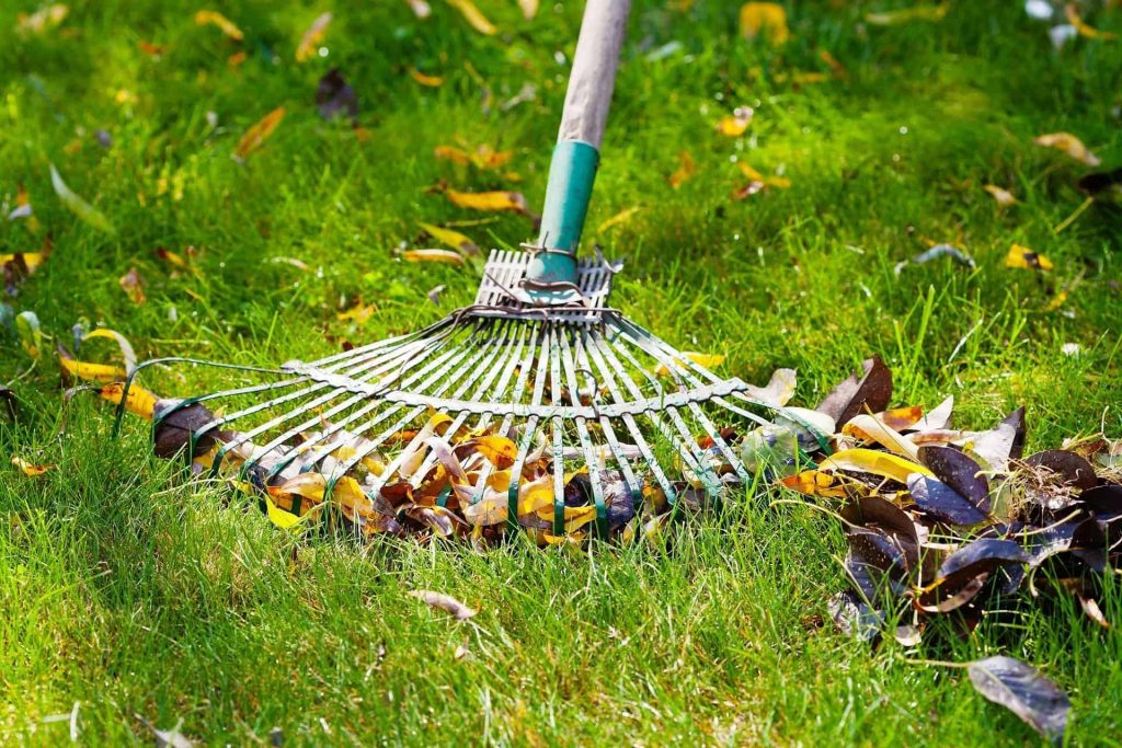 picture of raking leaves 