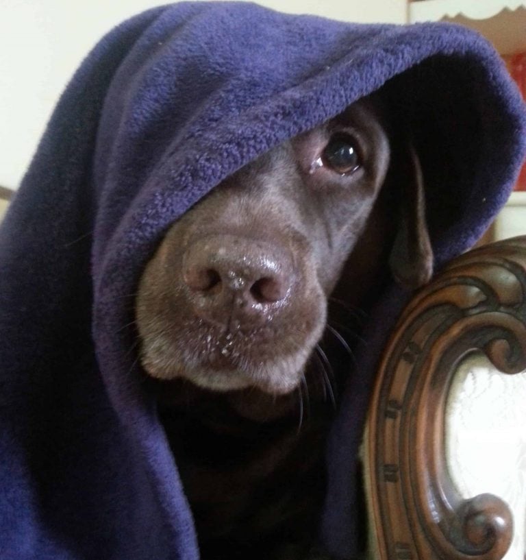When dealing with the loss of a pet what can you do to help you and your family grieve and remember your pet so you can move on and cherish the memories. #loss of pet #dogs #parenting