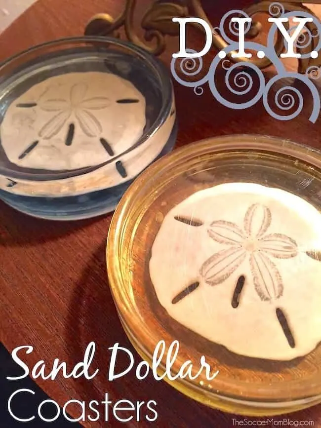 sand dollar coasters