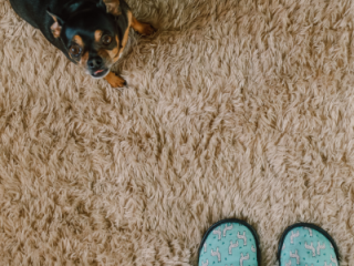 4 Sure Ways To Get Old Urine Smell Out of Carpet For Good