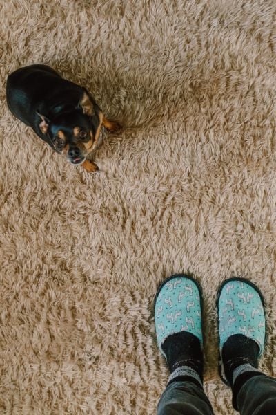 dog on carpet