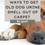 get old urine smell out of carpet