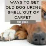 get old urine smell out of carpet