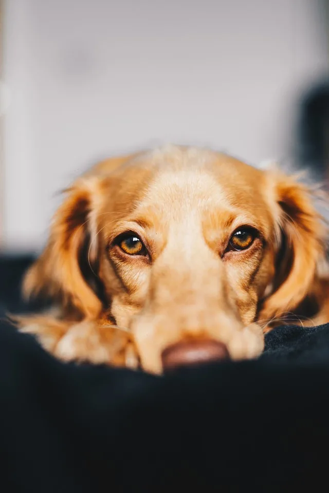 Old Urine Smell Out of Carpet