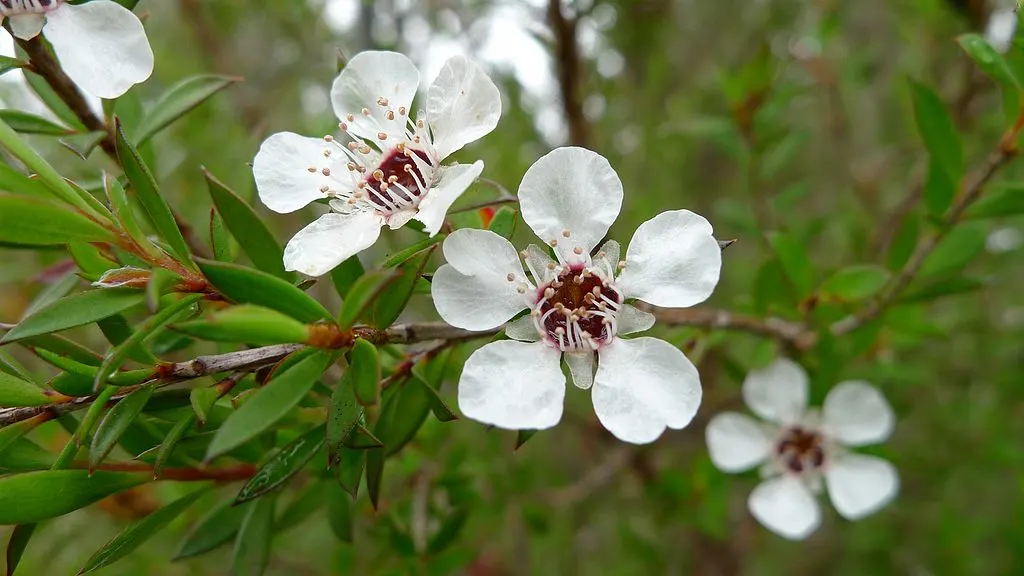 Common Tea tree flower 6692403213