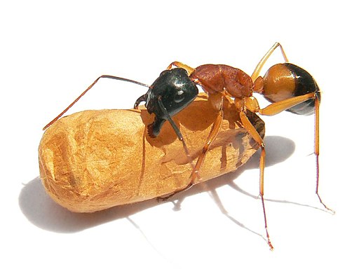 Black headed sugar ant