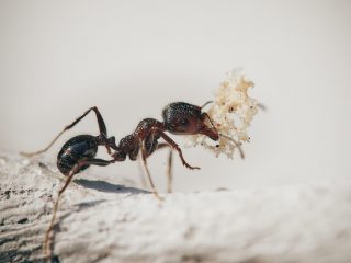 Best Way To Get Rid of Sugar Ants: 18 Ideas to Rid Your House of Ants (2022)
