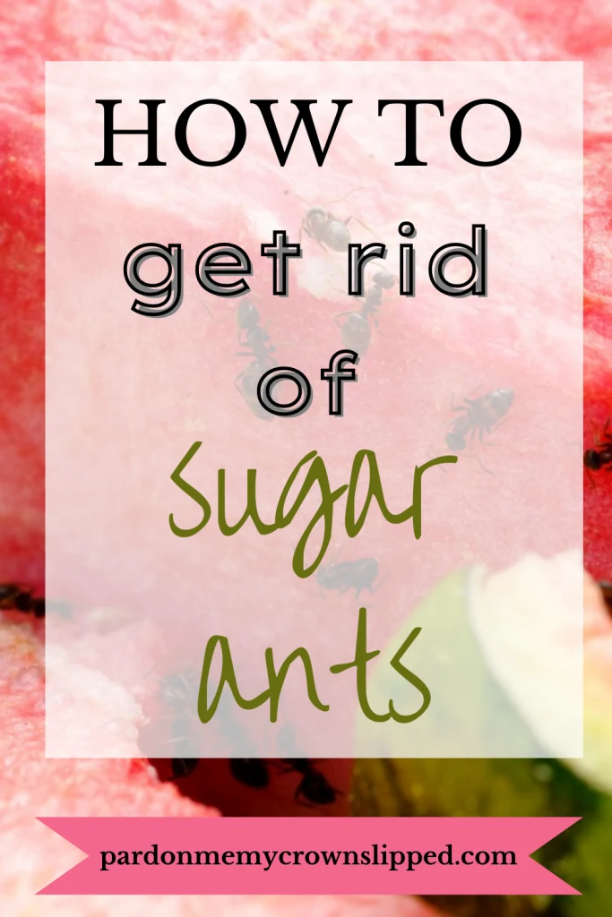 best way to get rid of sugar ants