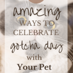 photo of cat with text overlay 11 amazing ways to celebrate gotcha day with your pet