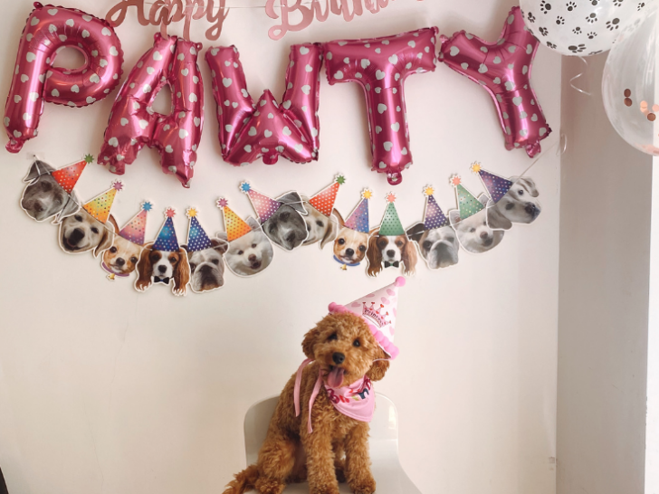 gotcha day picture of dog with birthday hat background has balloon letters saying let's pawty and shows party foods in the foreground