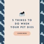 5 Things to Do When Your Pet Dies