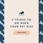 5 Things to Do When Your Pet Dies