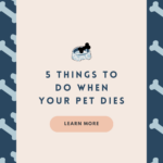 5 Things to Do When Your Pet Dies