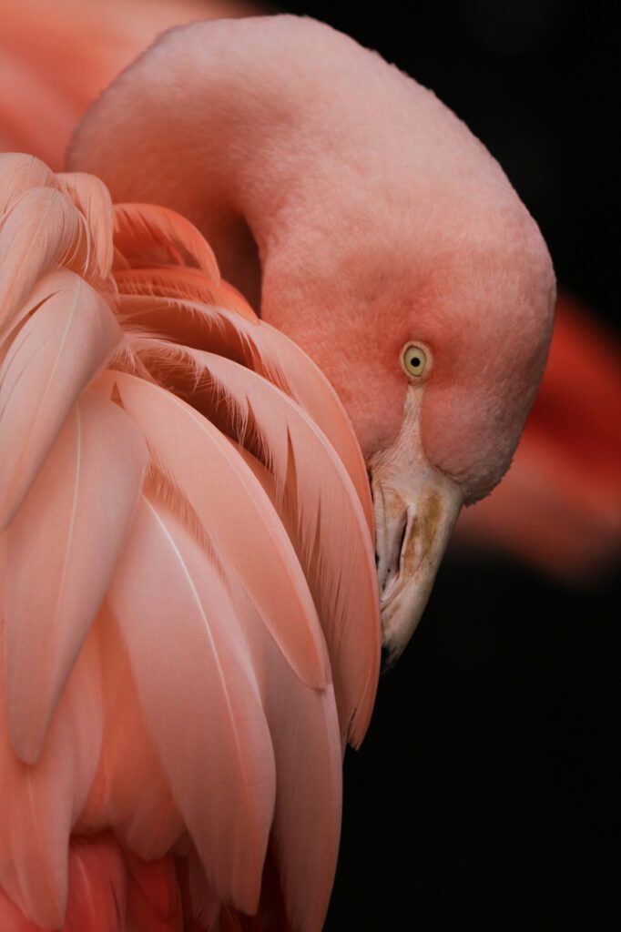 flamingo party