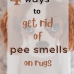 4 Sure Ways How To Get Old Urine Smell Out of Carpet For Good