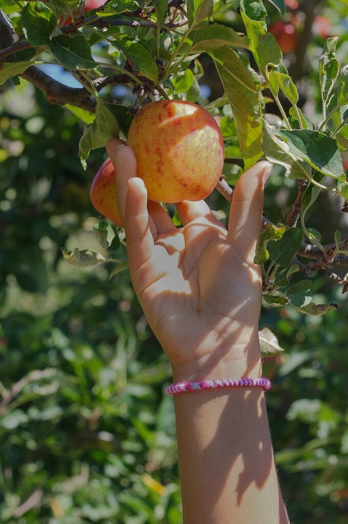 date ideas for teenagers, apple picking