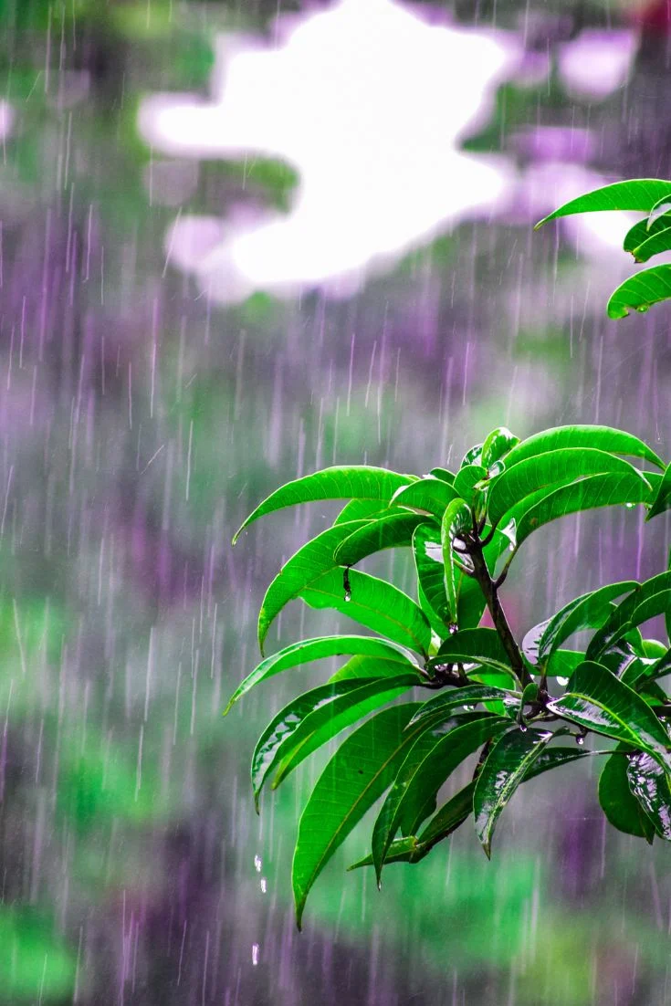 outdoor movie night ideas 12