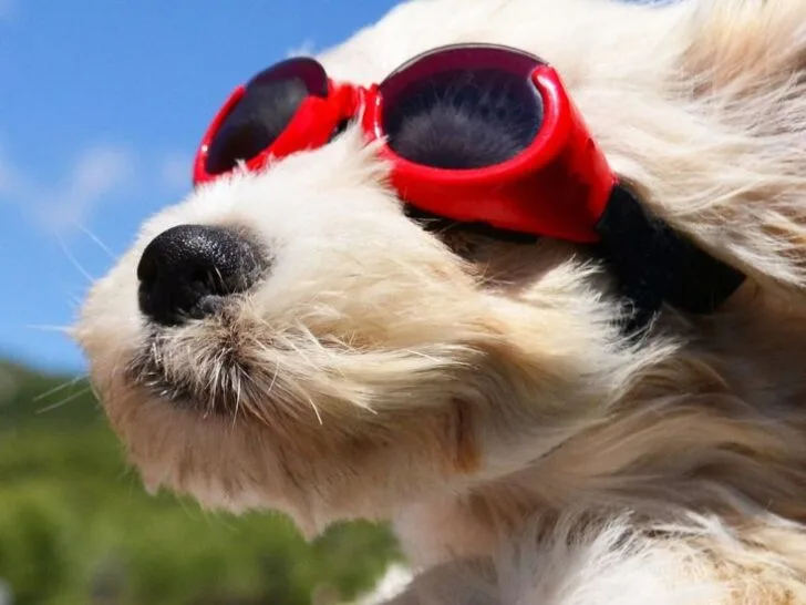 road trip essentials