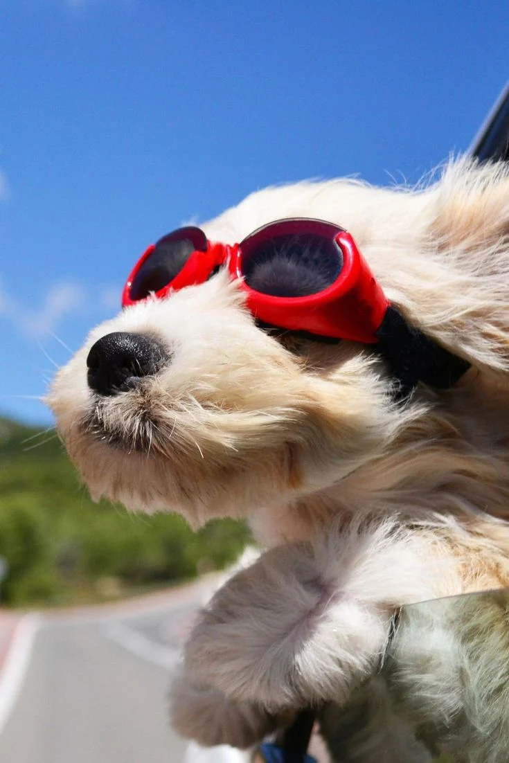 road trip essentials dog