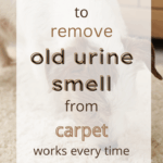 How to Remove Old Urine Smell from Carpet (Works Every Time)
