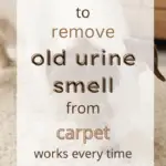 How to Remove Old Urine Smell from Carpet (Works Every Time)