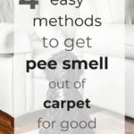 4 Easy Methods to Get Pee Smell Out of Carpet for Good