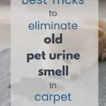 Best Tricks to Eliminate Old Pet Urine Smell in Carpet