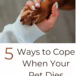 5 Things to Do When Your Pet Dies