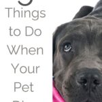 5 Things to Do When Your Pet Dies