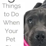 5 Things to Do When Your Pet Dies