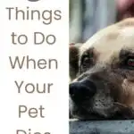 5 Things to Do When Your Pet Dies