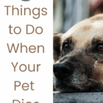 5 Things to Do When Your Pet Dies