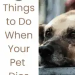 5 Things to Do When Your Pet Dies