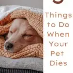 5 Things to Do When Your Pet Dies