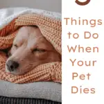 5 Things to Do When Your Pet Dies