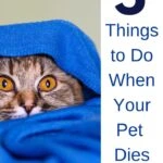 5 Things to Do When Your Pet Dies